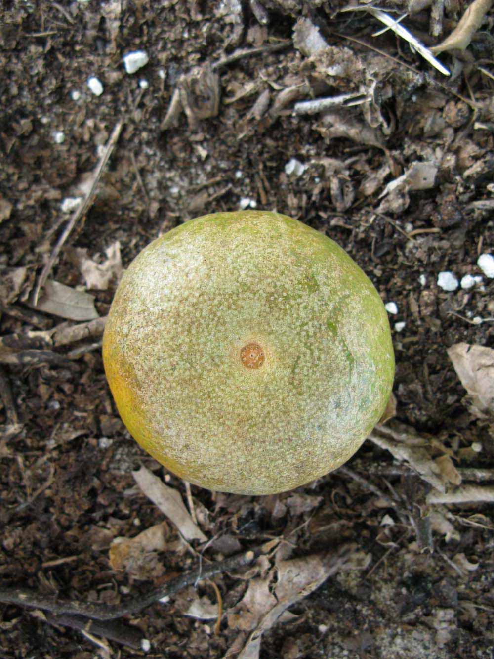              Fruit (Winter Haven, FL)       